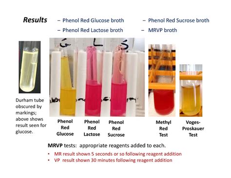 phenol red mannitol test results.